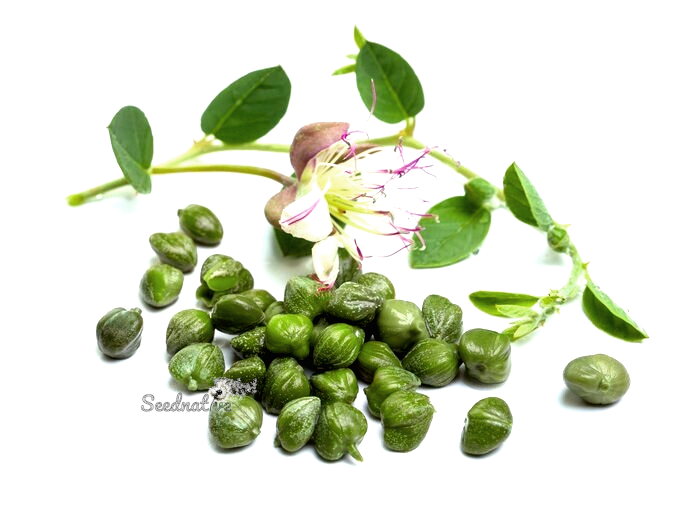 Capparis spinosa - Alcaparra - 300 semillas 
