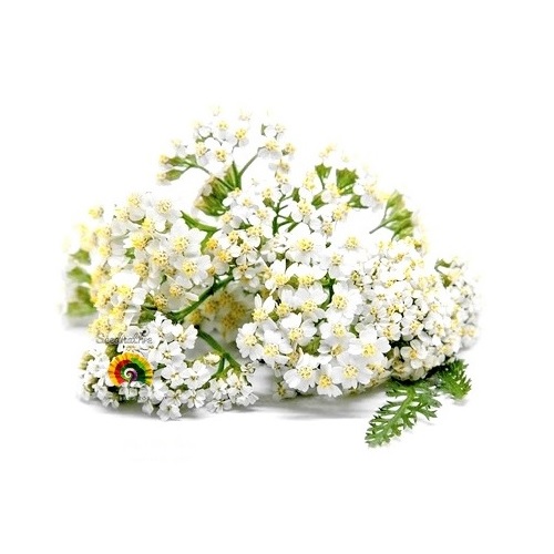 Achillea millefolium - Milenrama - 3000 semillas