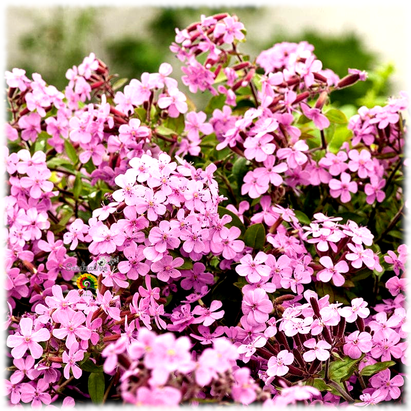 Saponaria ocymoides - Jabonera rocosa - 300 semillas