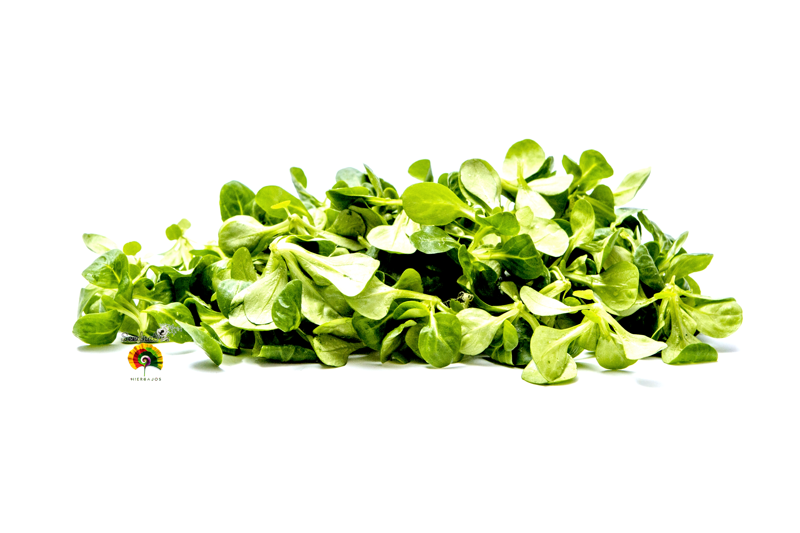 Valerianella locusta - Canónigo - 1000 semillas