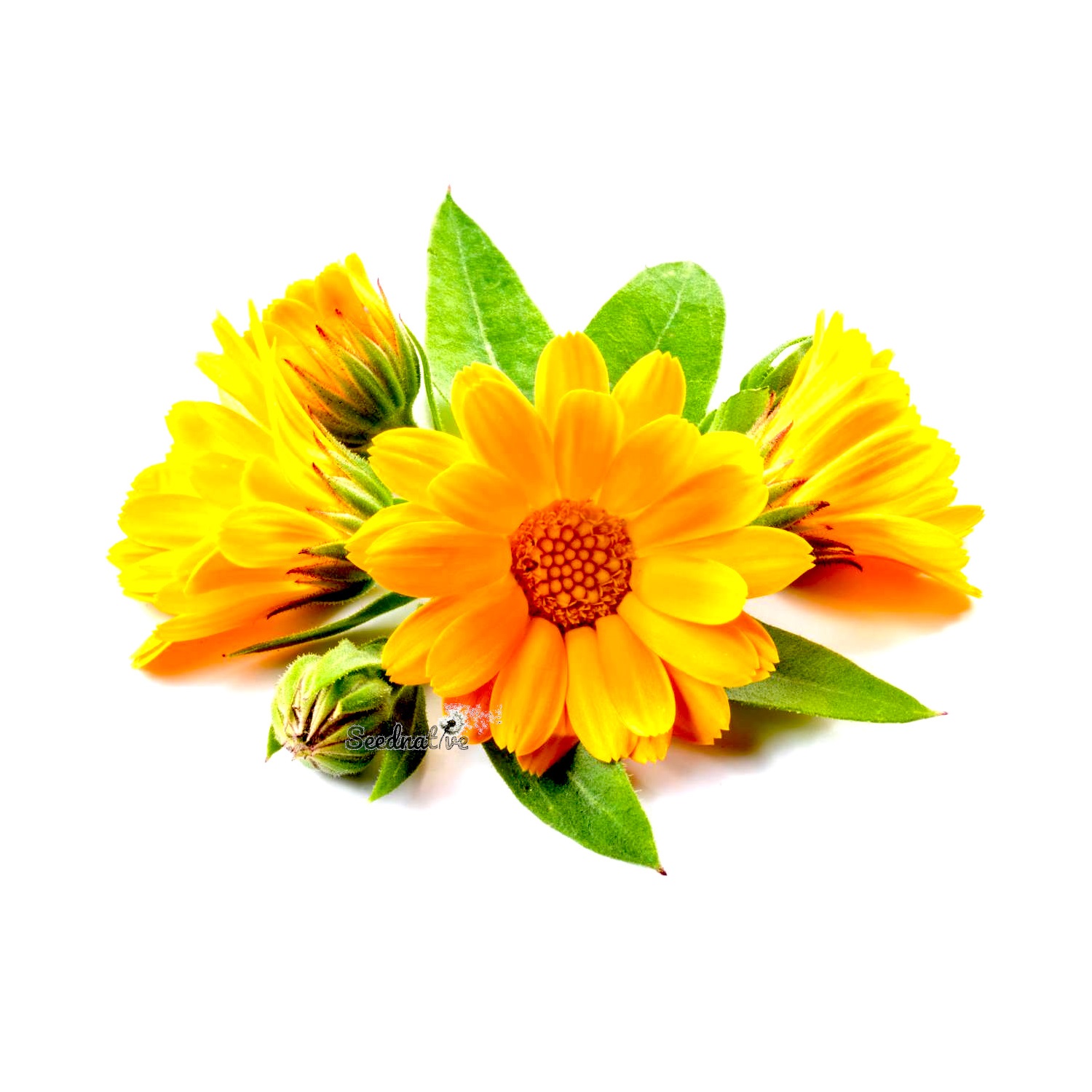 Calendula officinalis - Caléndula - 250 semillas