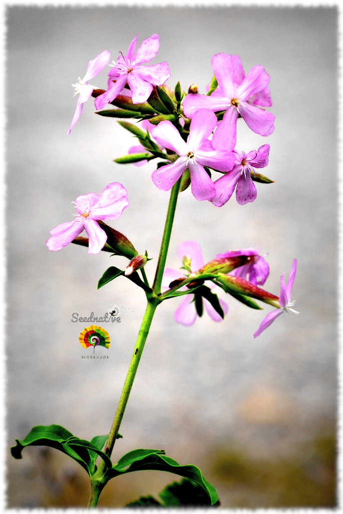Saponaria officinalis - Jabonera - 300 semillas