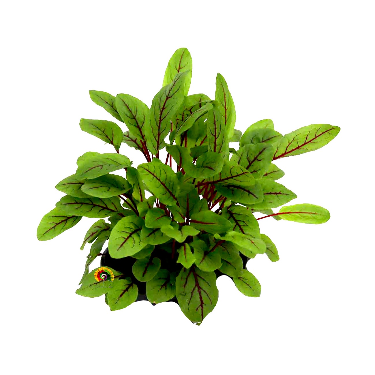 Rumex acetosa - Vinagrillo - 500 semillas