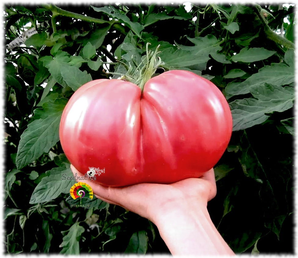 Tomate Crnkovic Yugoslavian - 25 semillas