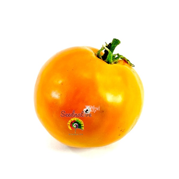 Tomate Russian Persimmon - 30 semillas
