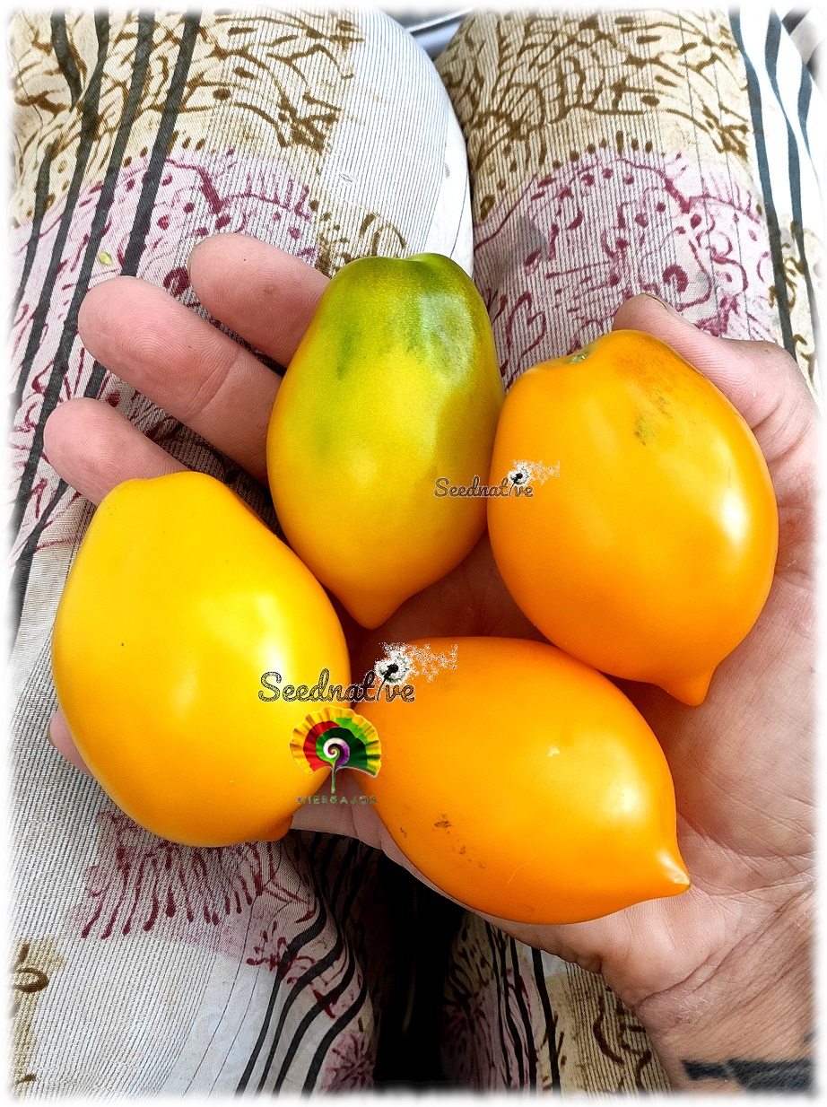 Tomate Plum Lemon - 15 semillas 