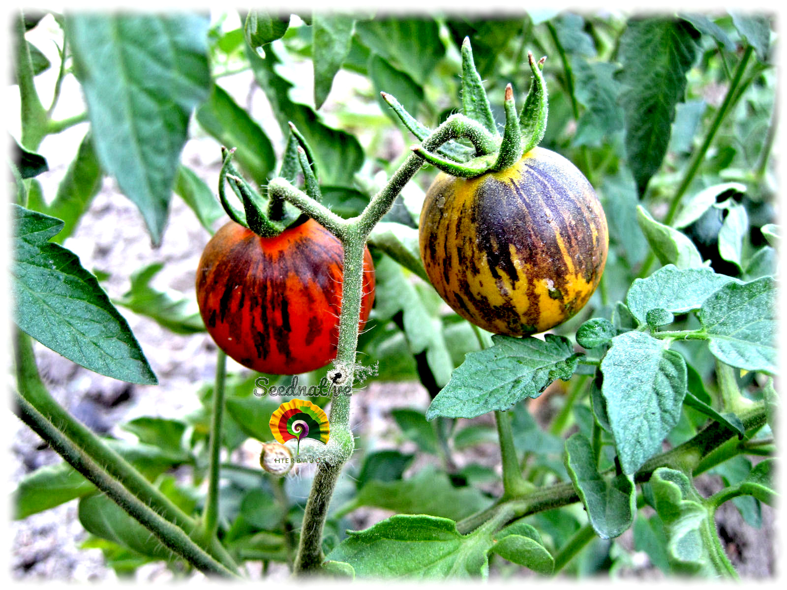 Tomate Purple Dragon - 30 semillas 