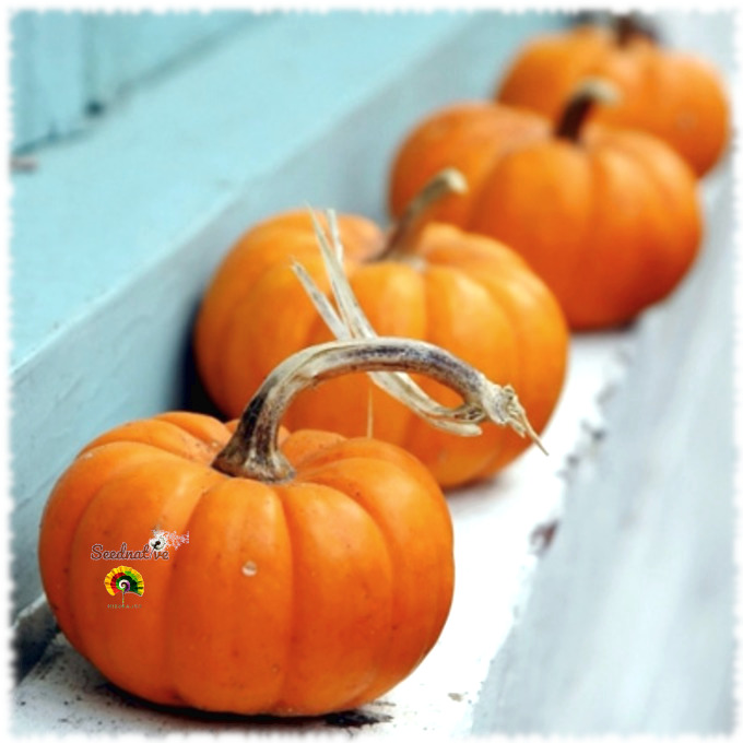 Calabaza Jack Be Little - 20 semillas 