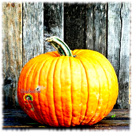 Calabaza Connecticut field - 15 semillas 