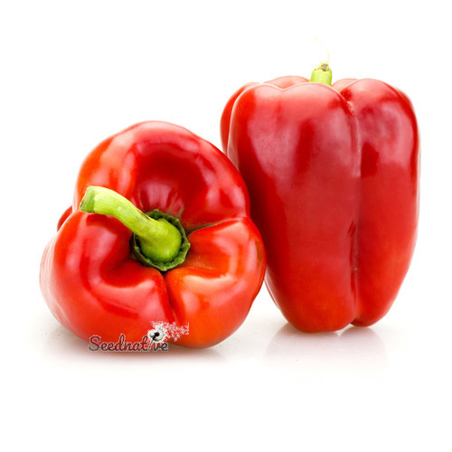 Pimiento California wonder - 150 semillas