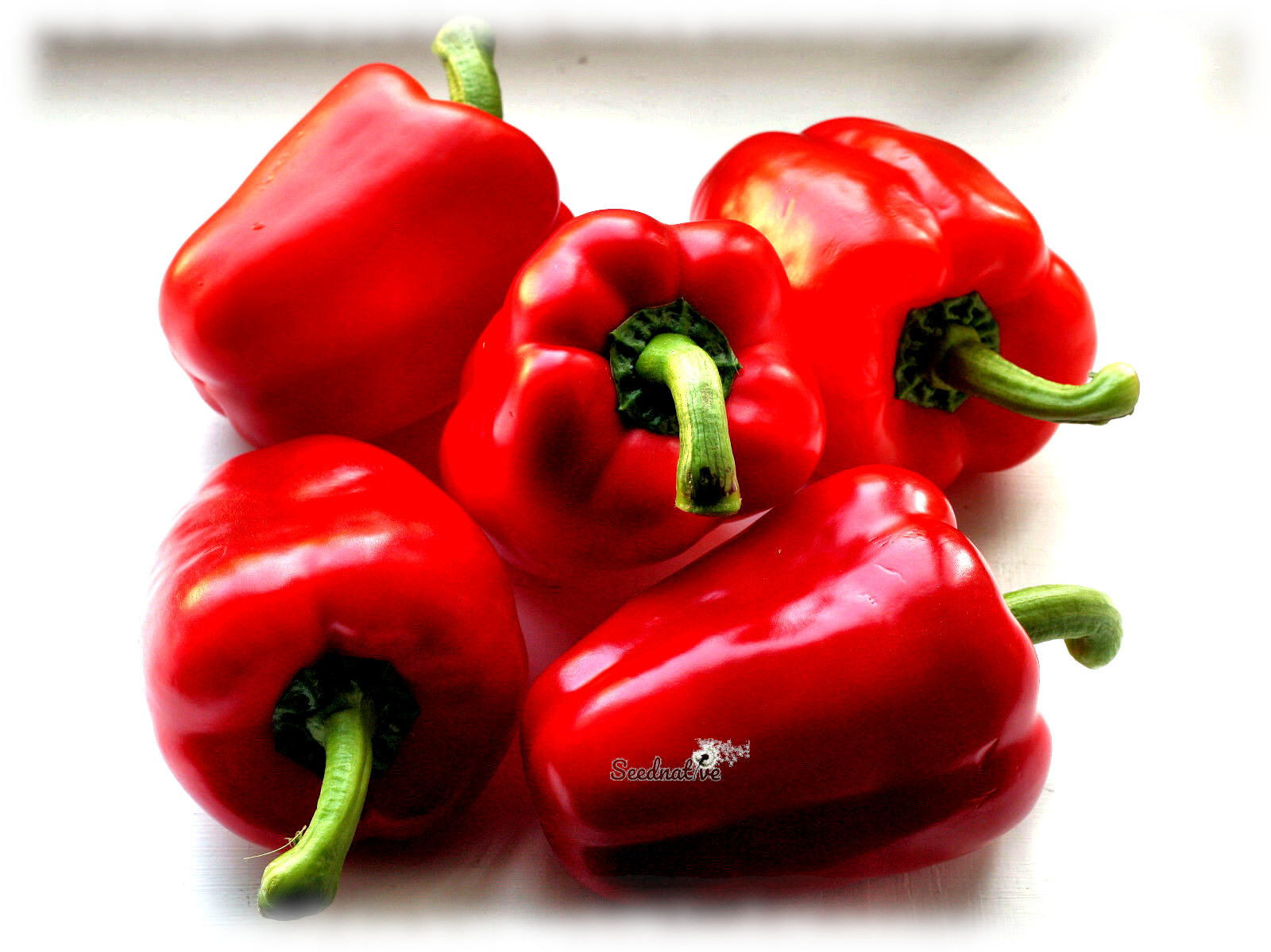 Pimiento Morrón de conserva - 150 semillas