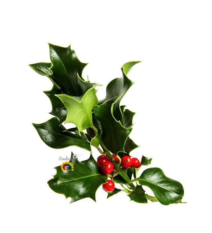 Ilex aquifolium - Acebo - 30 semillas