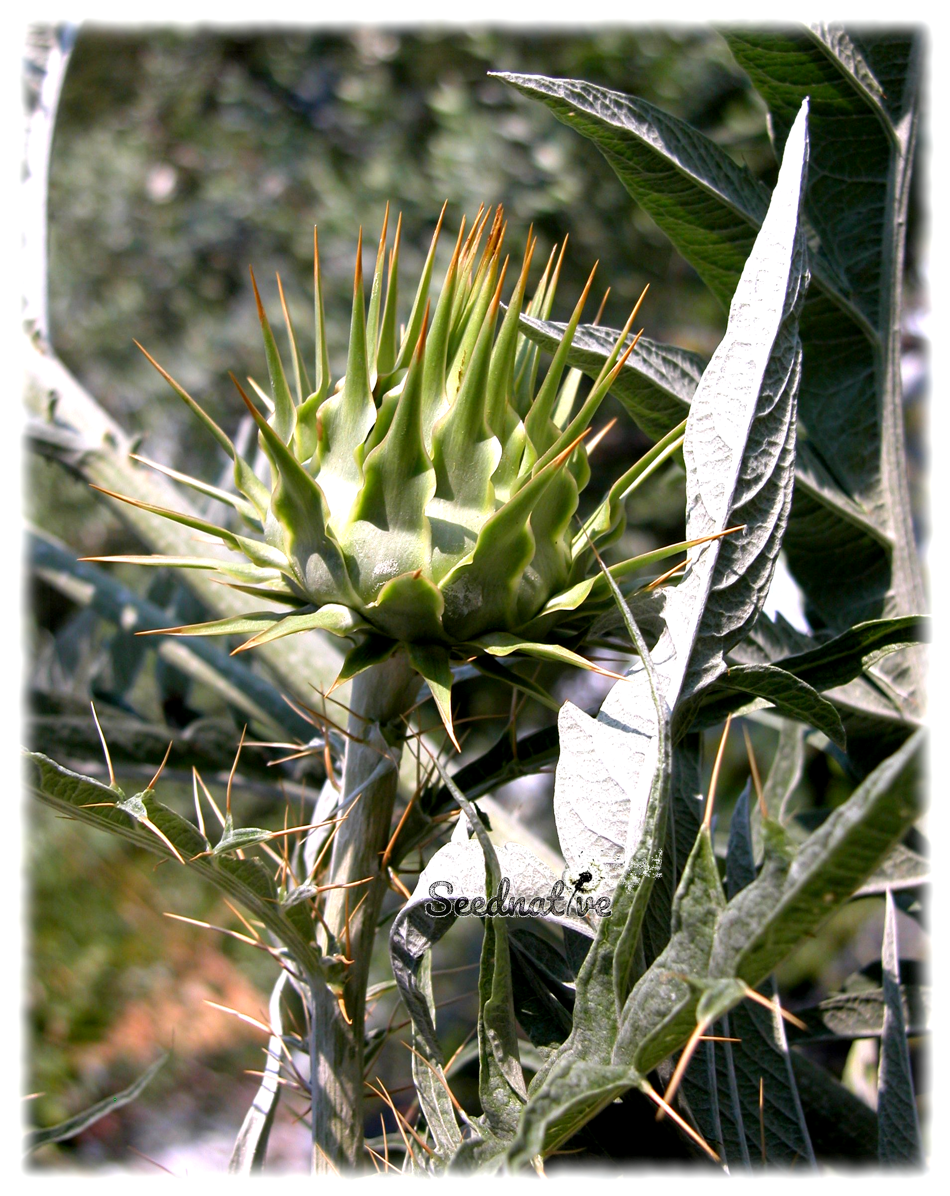 Cynara cardunculus - Alcaucil de huerta - 50 semillas