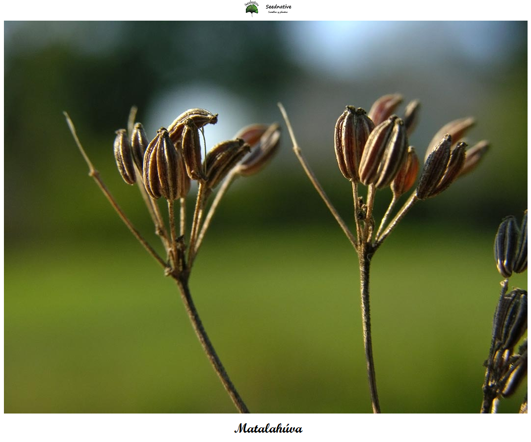 Pimpinella anisum - matalahúva - 1000 semillas