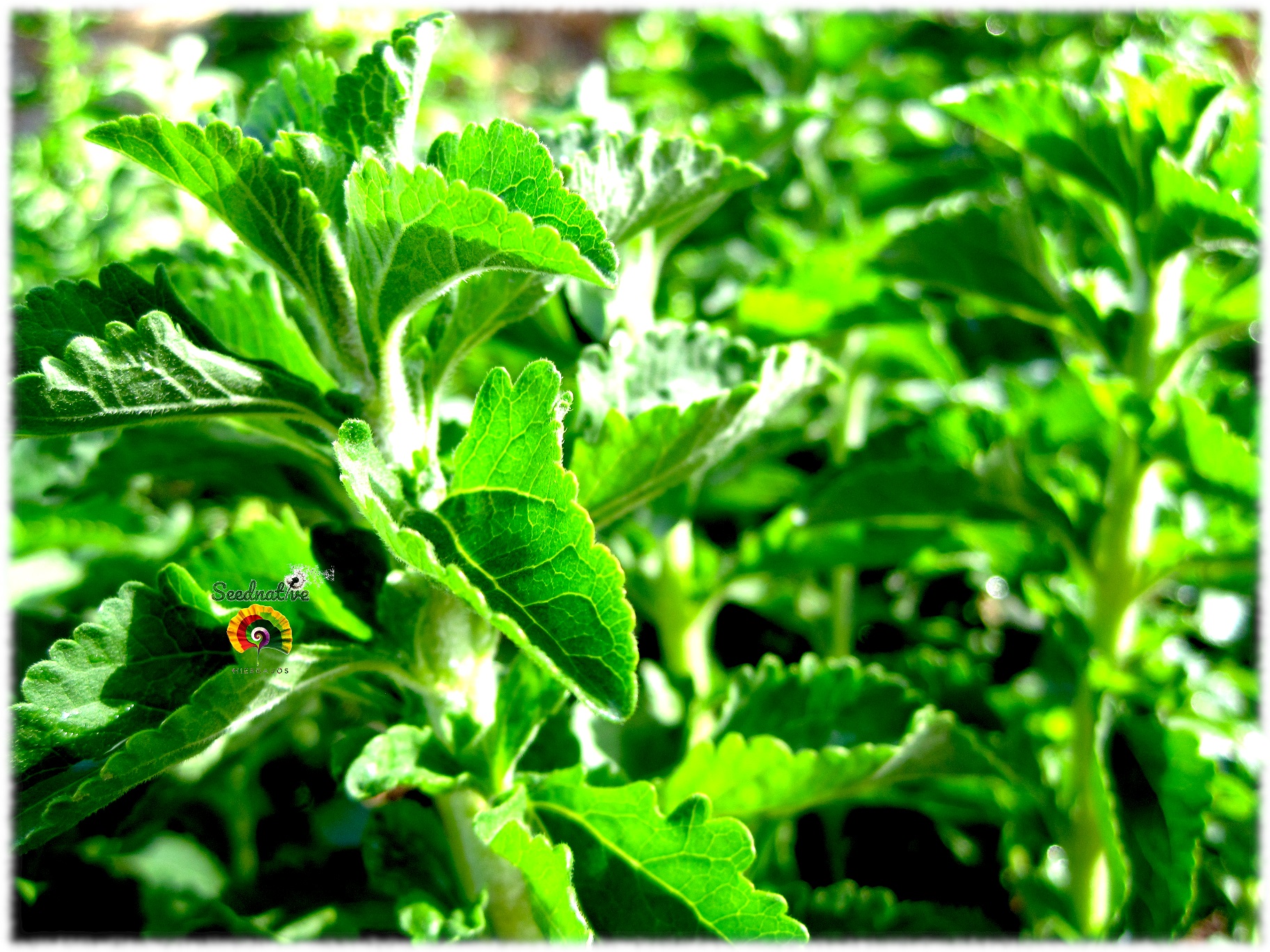 Stevia rebaudiana - Stevia - 100 semillas