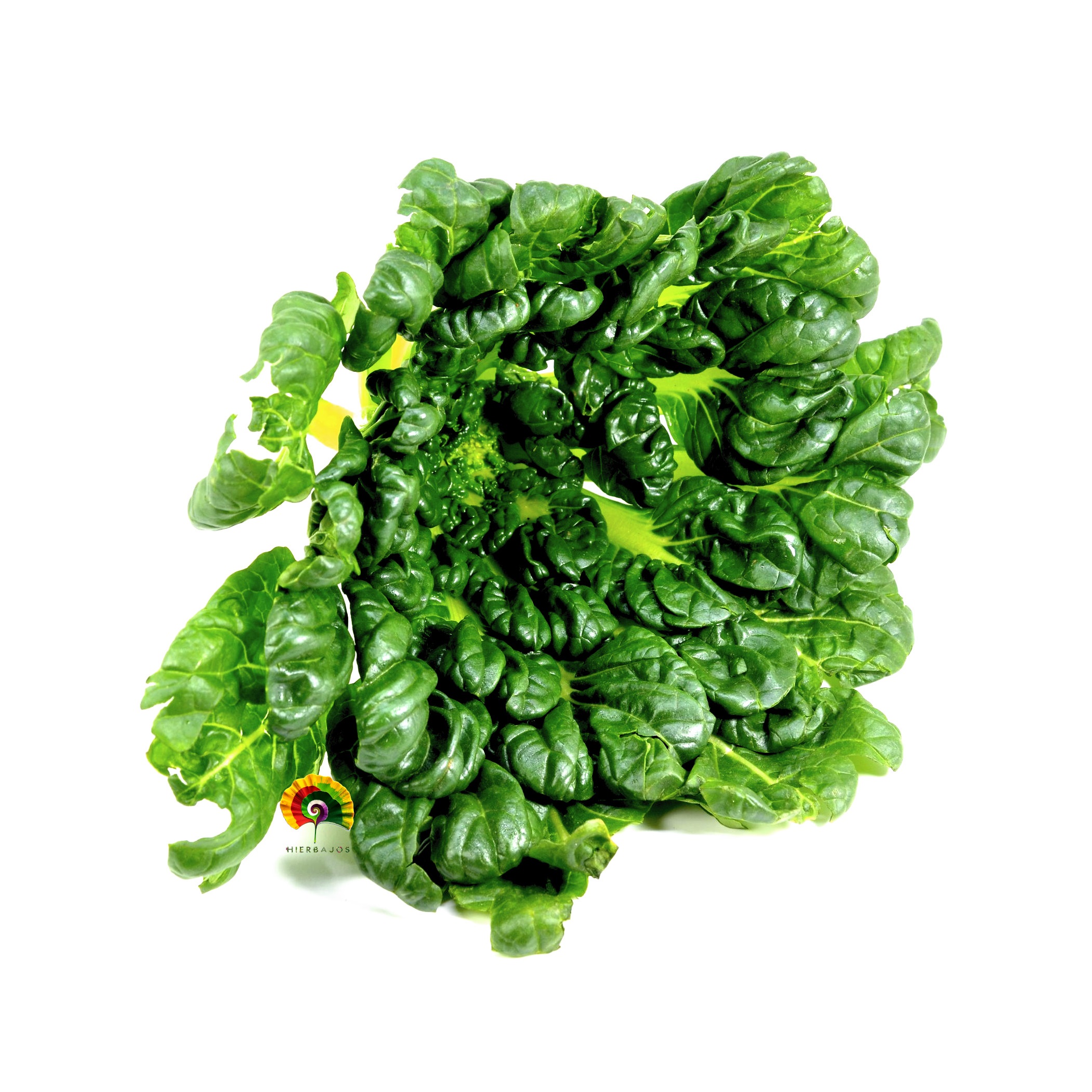 Brassica rapa var. Rosularis - Tatsoi - 1000 semillas