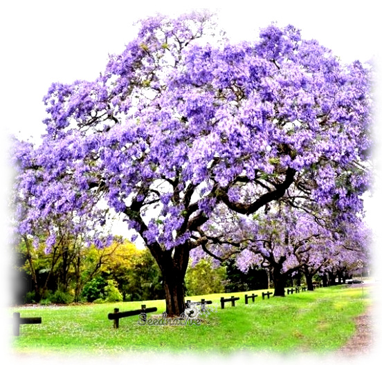 Paulownia tomentosa - Paulonia imperial - 1000 semillas