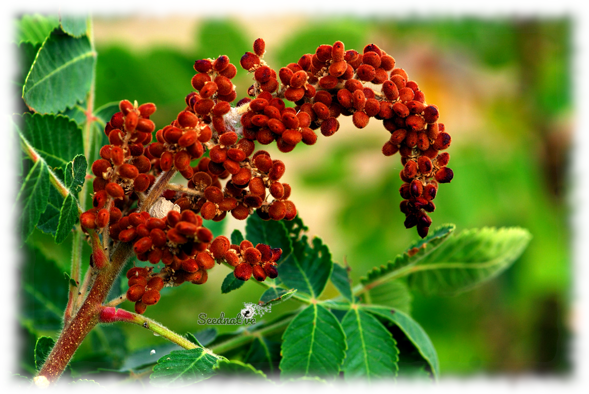Rhus coriaria - Zumaque - 100 semillas