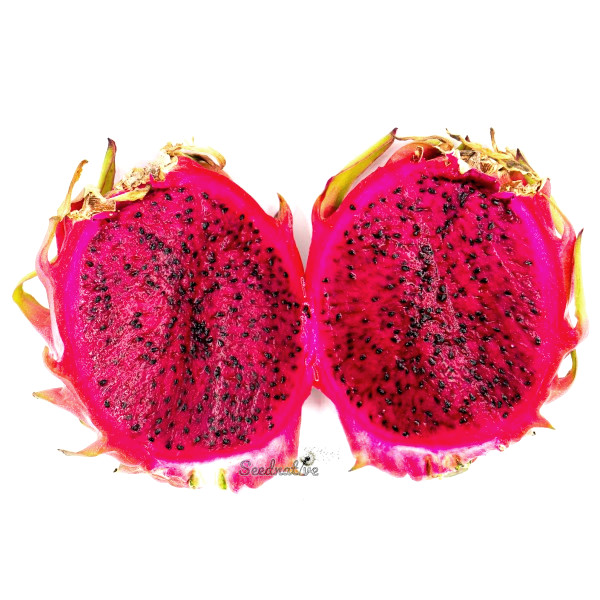 Hylocereus undatus - Pitahaya roja - 100 semillas 