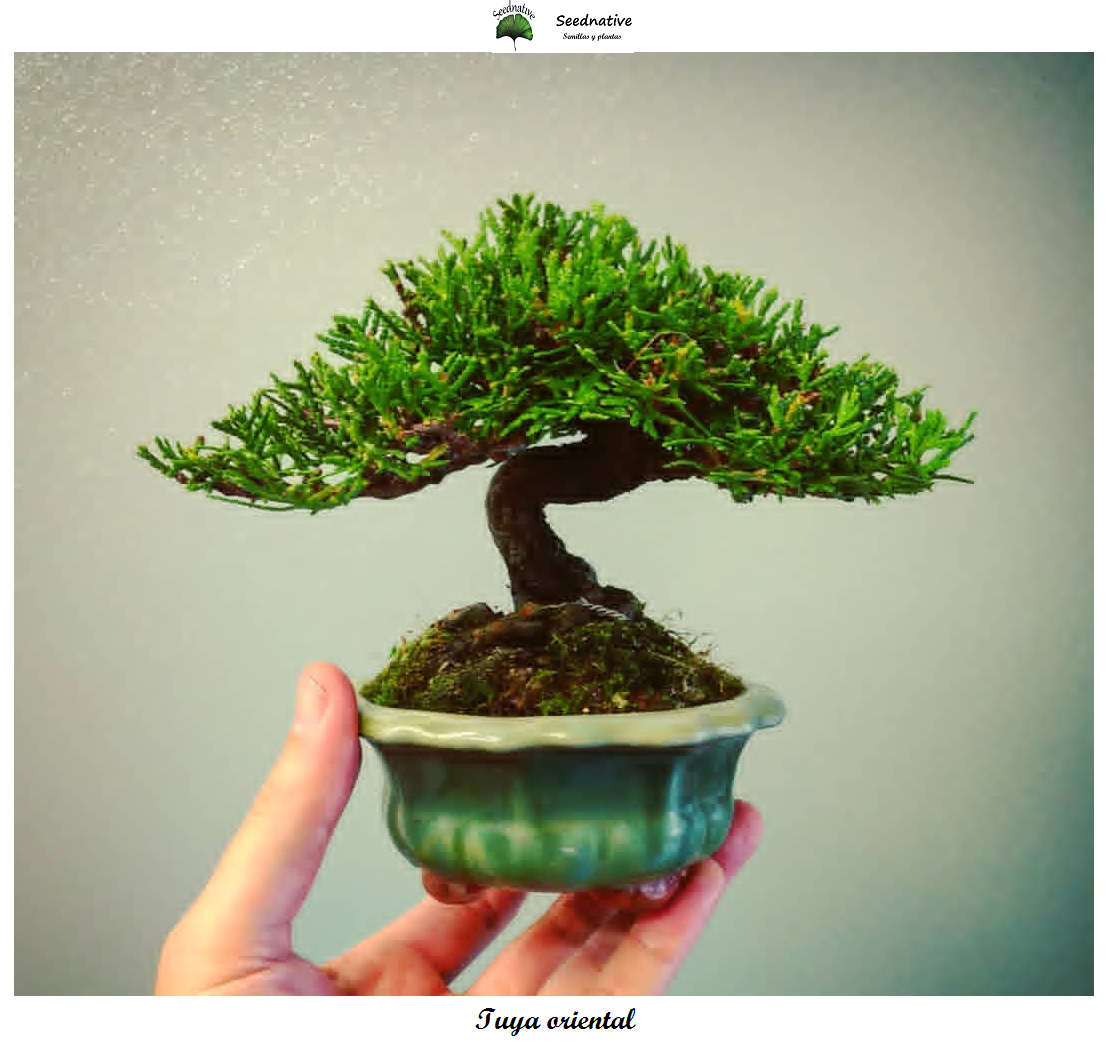 Thuja orientalis - Tuya oriental - 100 semillas