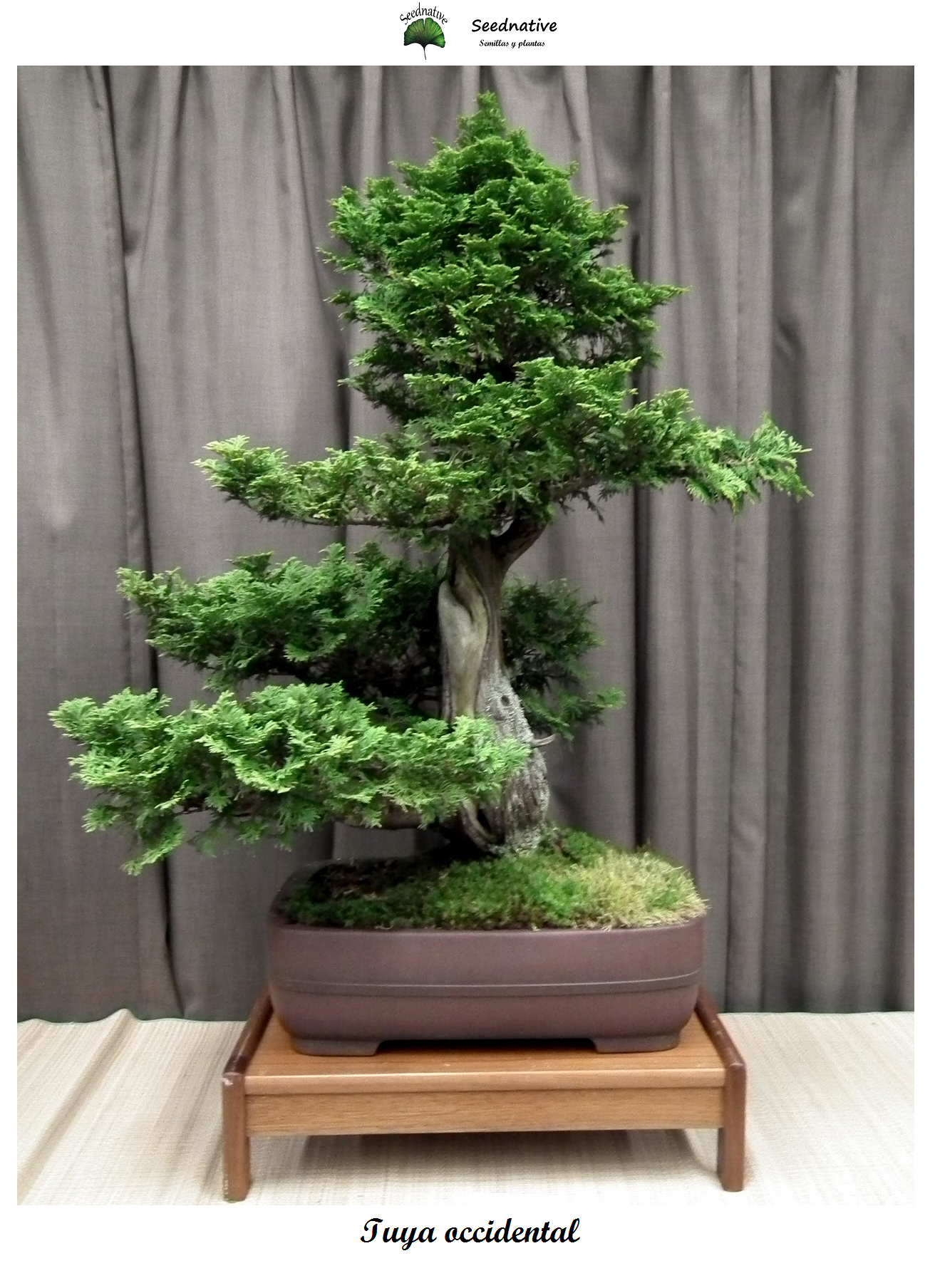 Thuja occidentalis - Tuya occidental - 100 semillas