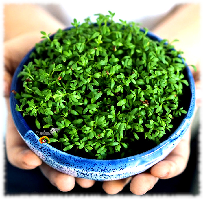 Lepidium sativum - Berro hortelano - 5000 semillas
