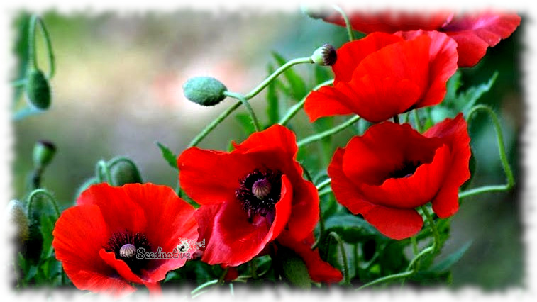 Papaver rhoeas - Amapola - 5000 semillas