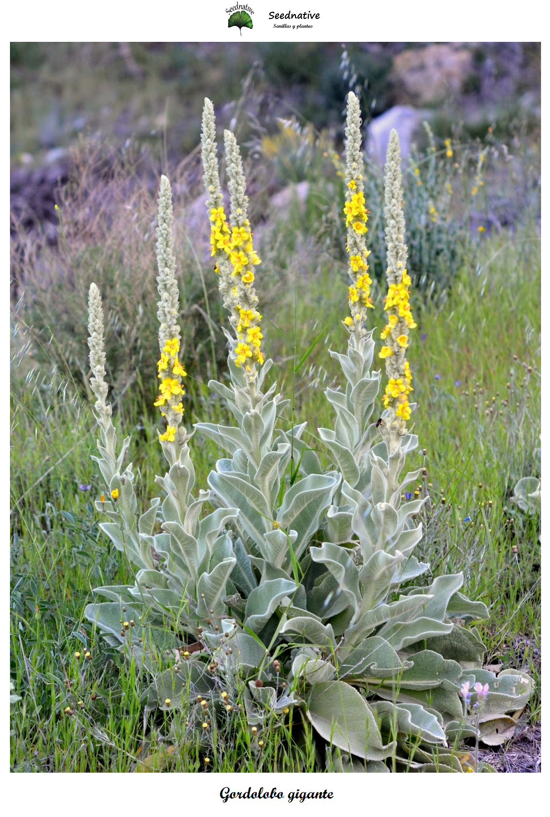 Verbascum giganteum - Gordolobo gigante - 1000 semillas