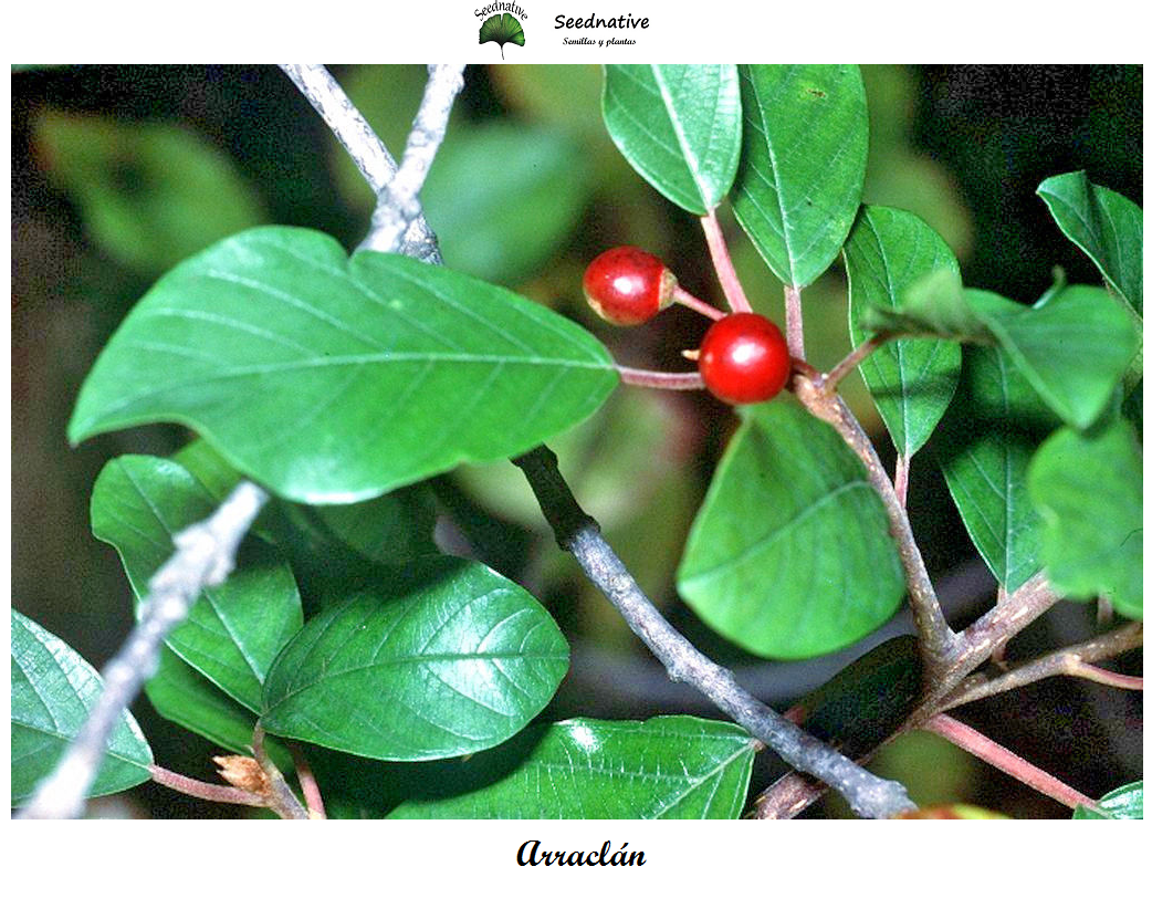 Rhamnus frangula - Arraclán - 50 semillas
