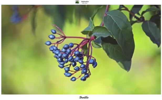 Viburnum tinus - Durillo - 150 semillas - Laurustinus 