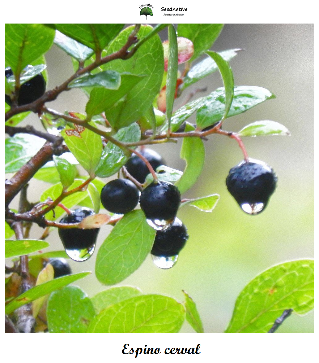 Rhamnus cathartica - Espino cerval - 100 semillas