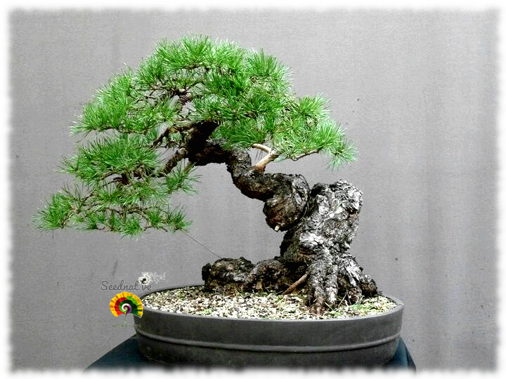 Pinus nigra - Pino negro - 30 semillas