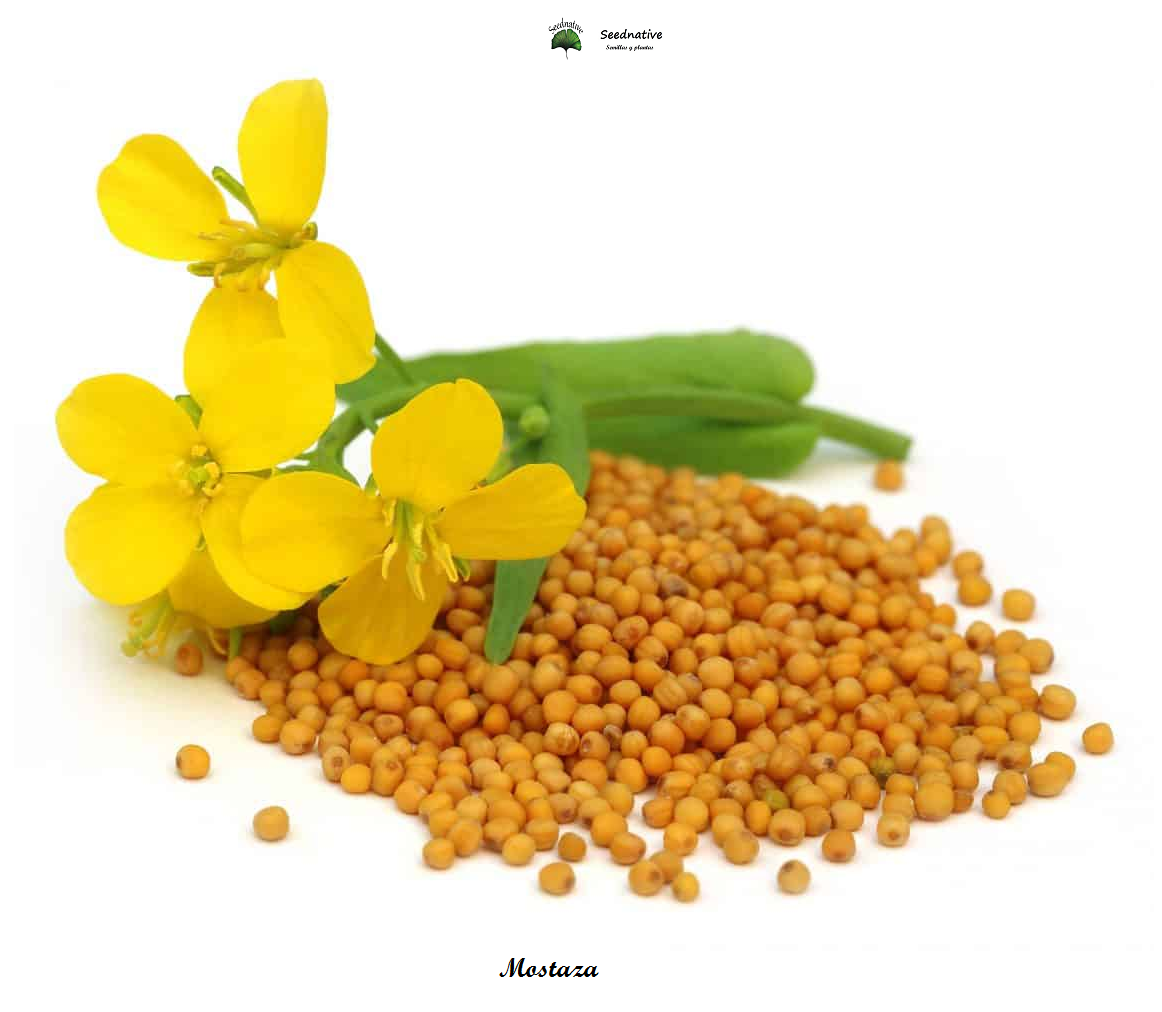 Sinapis alba - Mostaza blanca - 500 semillas - White Mustard