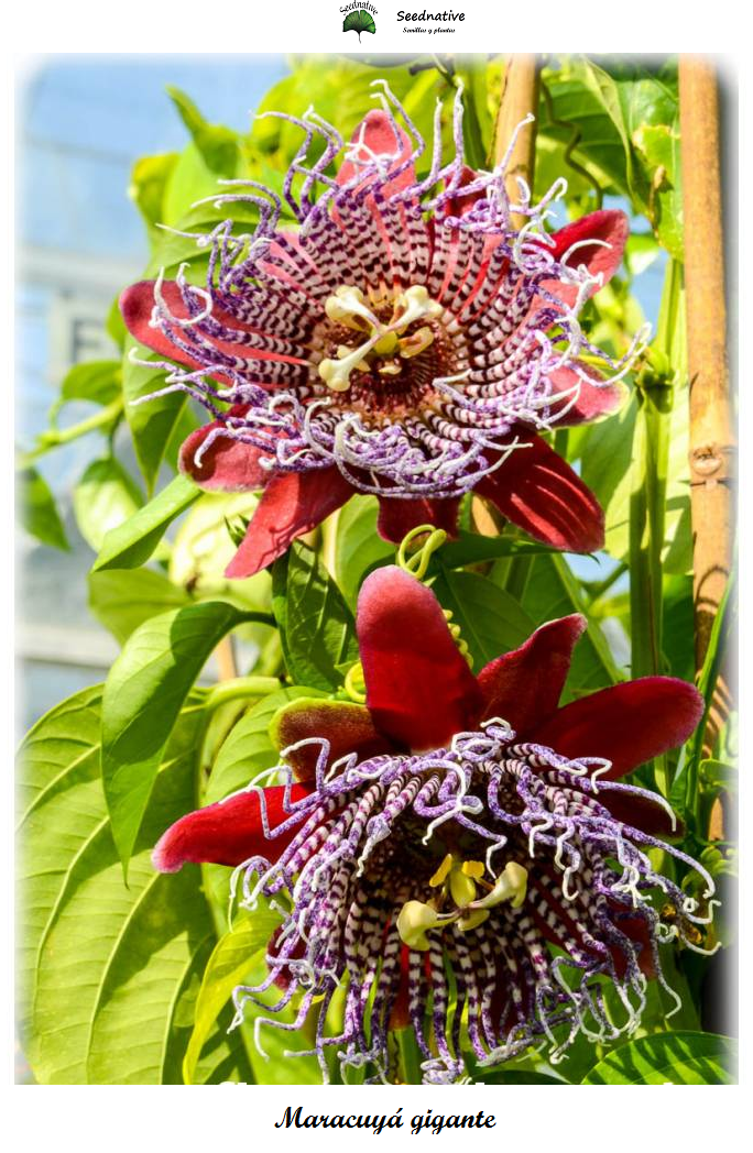 Passiflora quadrangularis - Maracuyá gigante - 10 semillas
