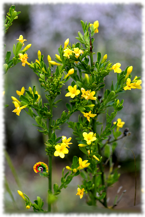 Jasminum fruticans - Jazmín de Monte - 50 semillas