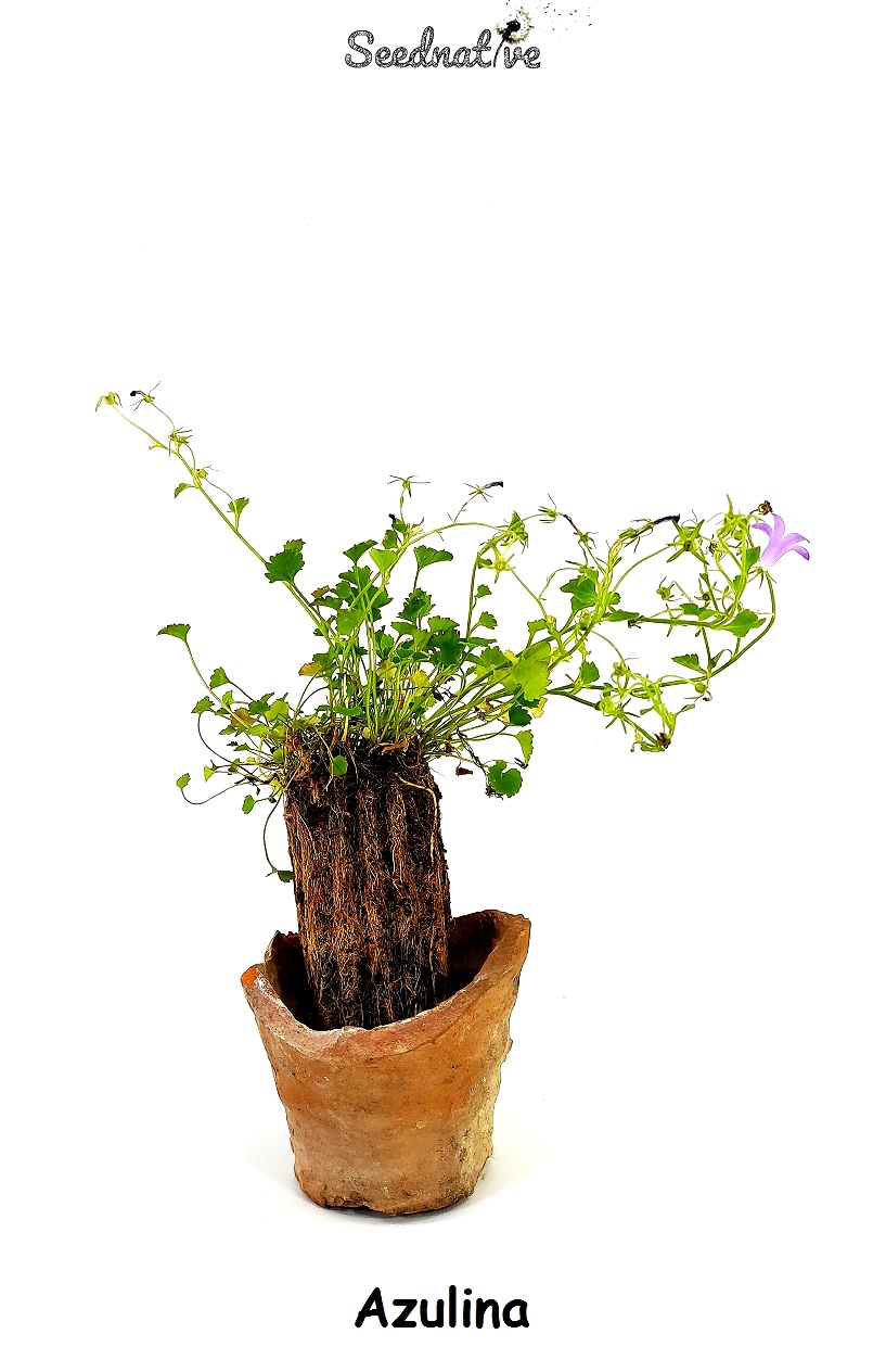 Planta de Campanula persicifolia "Telham Beauty" - Azulina - 2 años