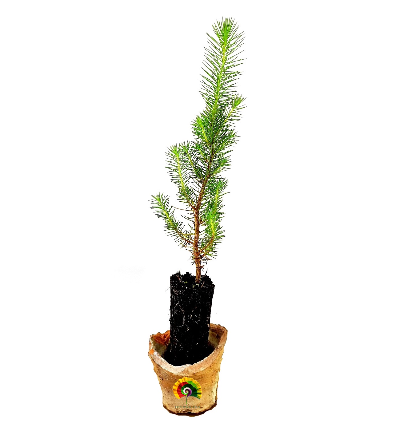 Planta Pinus pinea - Pino piñonero