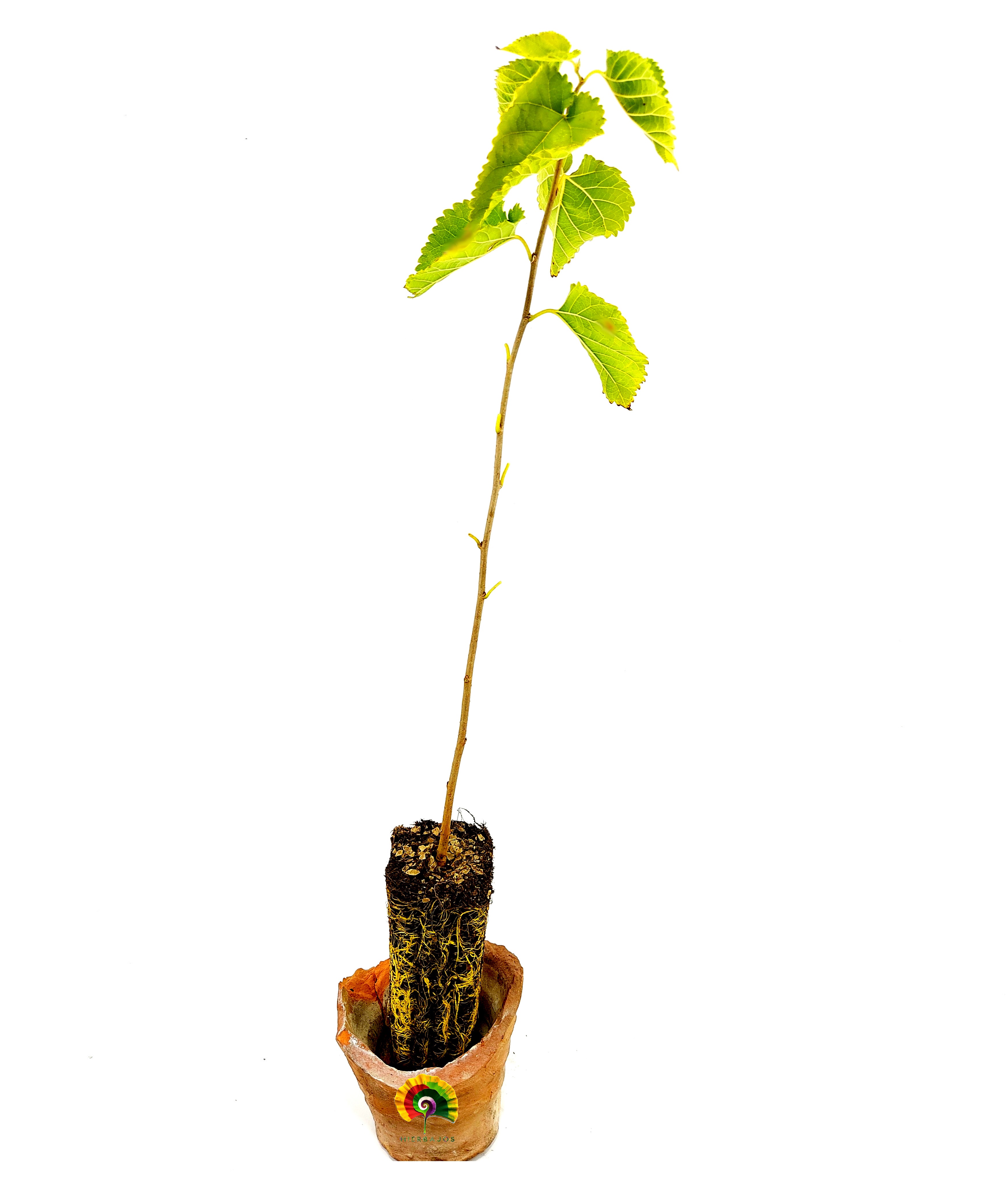 Planta Morus alba - Morera blanca