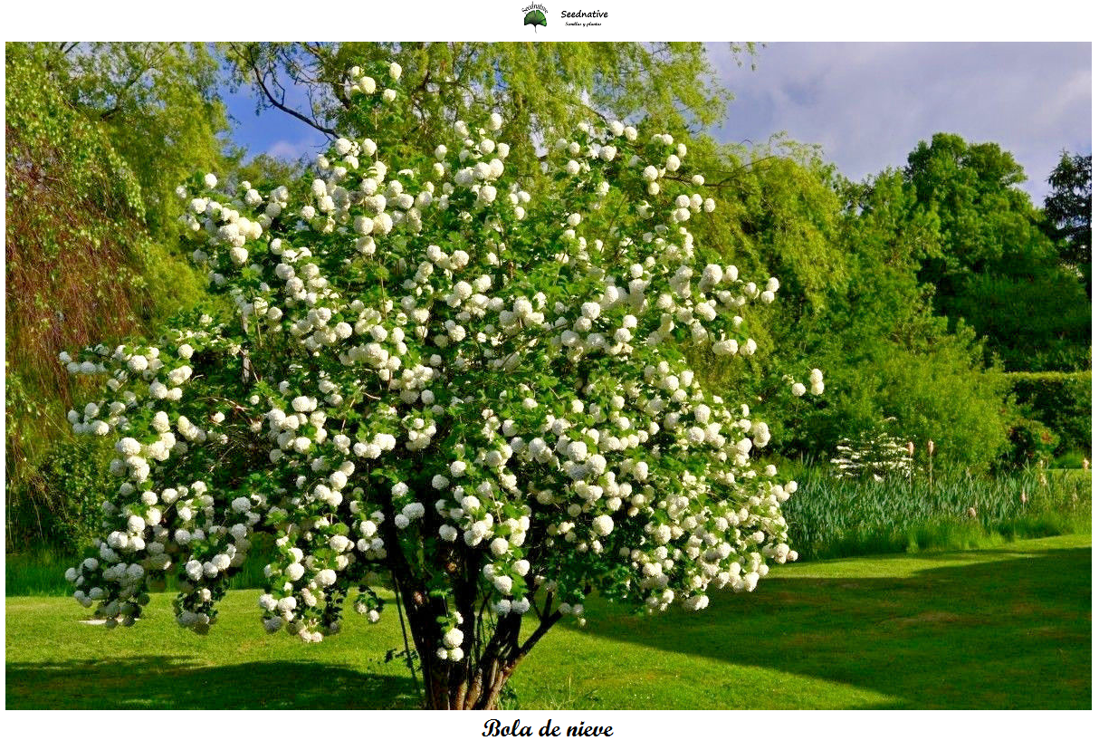 Viburnum opulus - Mundillo - 40 semillas