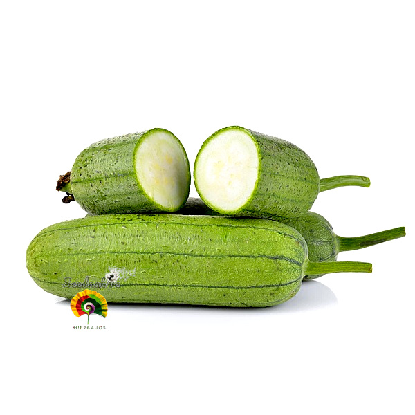 Luffa Aegyptiaca - Lufa - 20 semillas