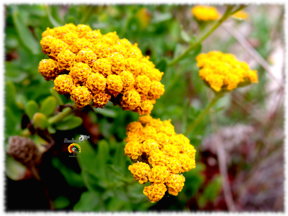 Achillea ageratum - Hierba Julia - 500 semillas