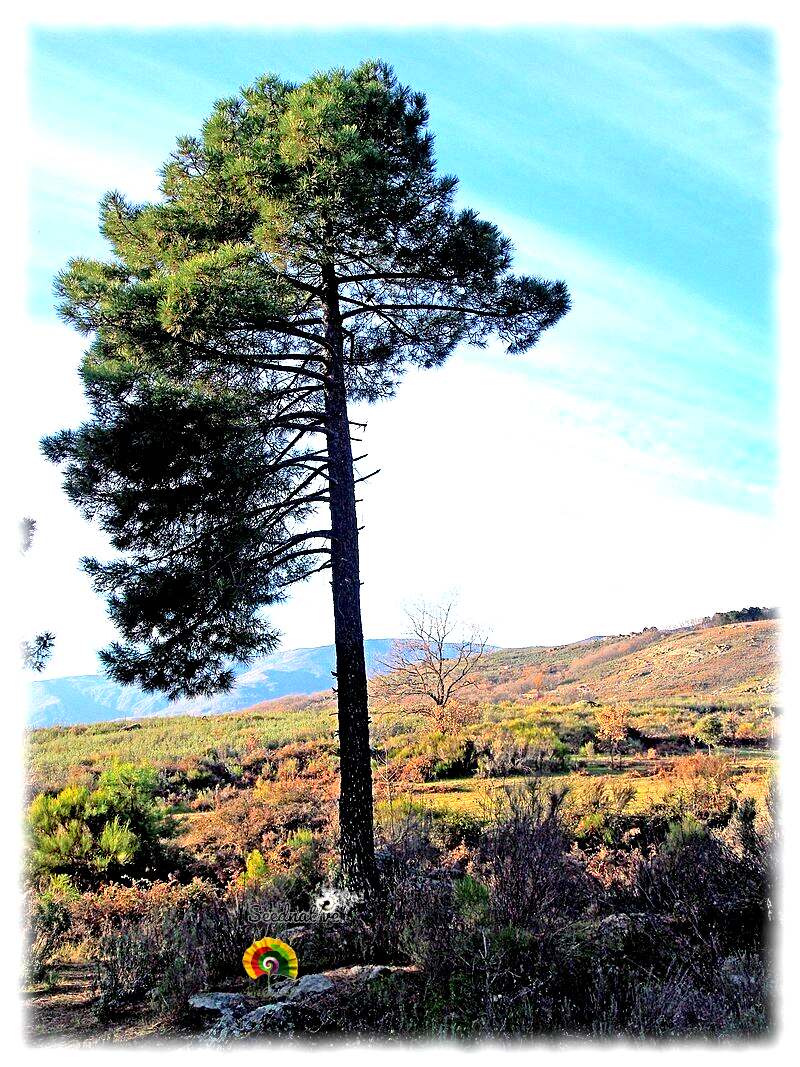 Pinus pinaster - Pino resinero - 30 semillas