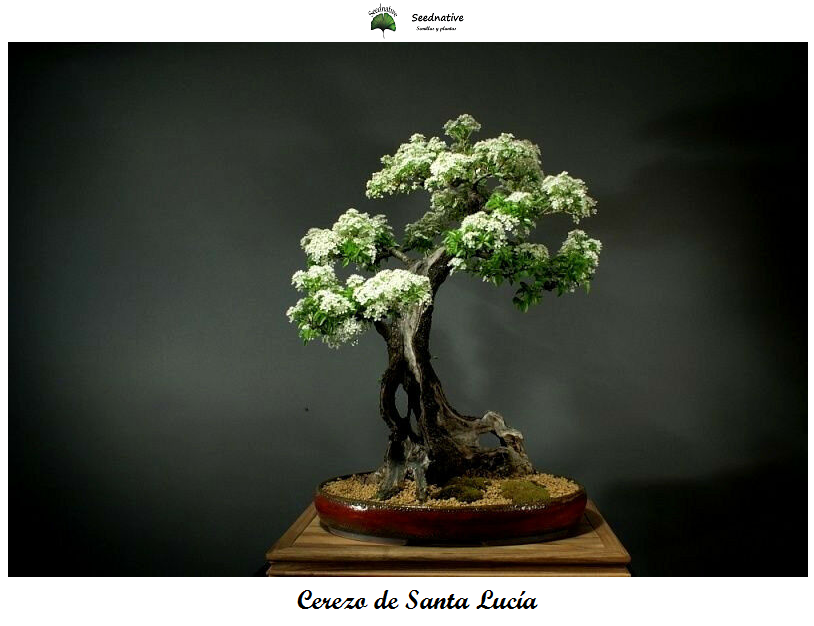 Prunus mahaleb - Cerezo de Santa Lucía - 30 semillas - Mahaleb Cherry 