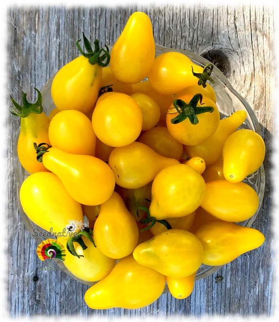 Tomate Yellow Pear - 50 semillas 