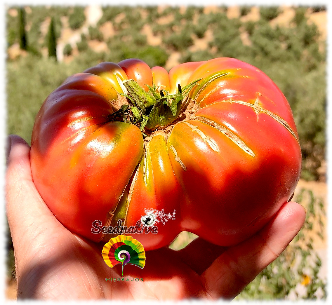 Tomate Soldacki - 20 semillas 
