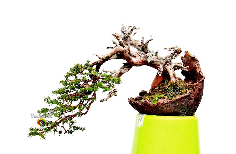 Taxus baccata - Tejo negro - 10 semillas