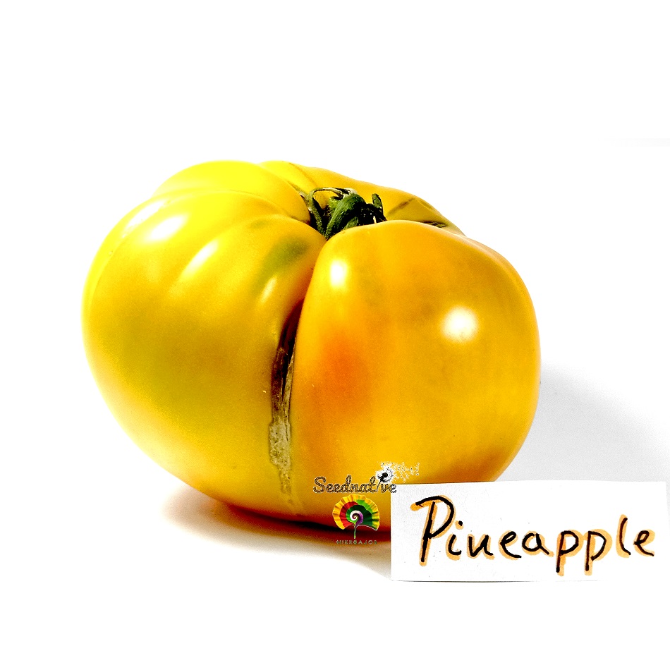 Tomate Pineapple - 25 semillas 