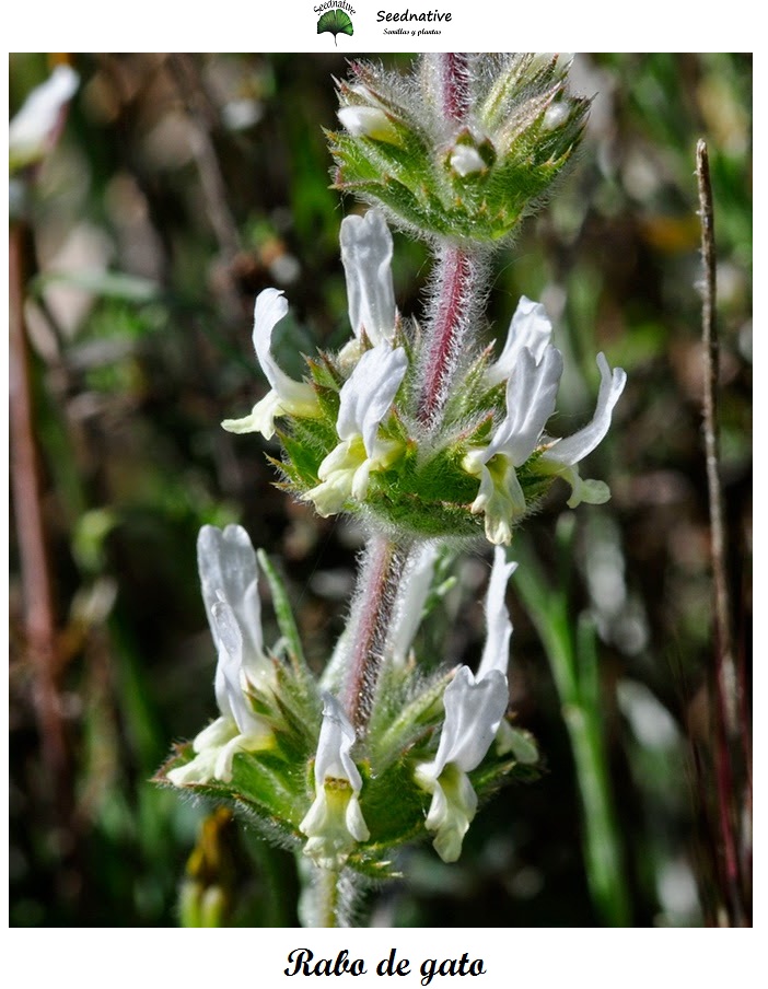 Sideritis hirsuta - Rabo de gato - 100 semillas