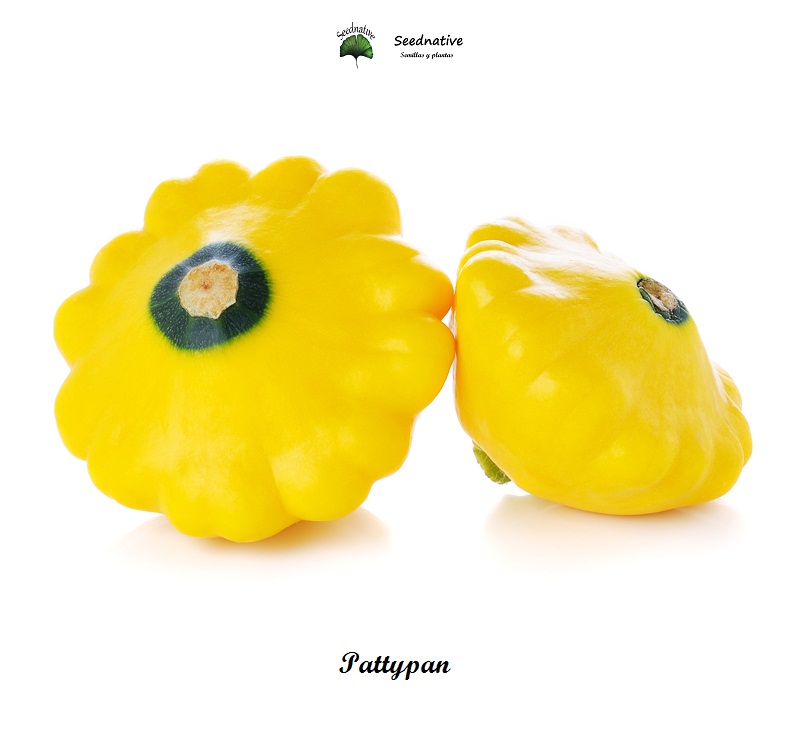 Calabaza Patisson amarilla - 25 semillas - seeds - Pattypan - pumpkin