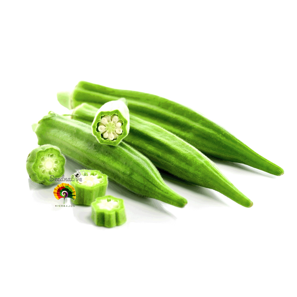 Abelmoschus esculentus - Okra verde - 100 semillas